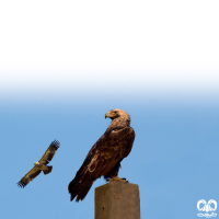 گونه عقاب شاهی Eastern Imperial Eagle